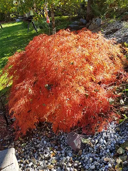 orange feng shui garten