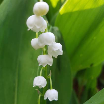 mai gloeckchen fluss